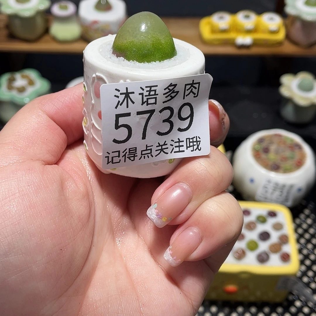 柠***宝带盆土植物 一物一拍 5739