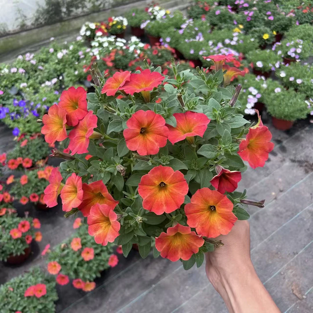 超级舞春花盆栽舞春花花卉吊兰爬藤花量多植物易爆盆开花机器家用