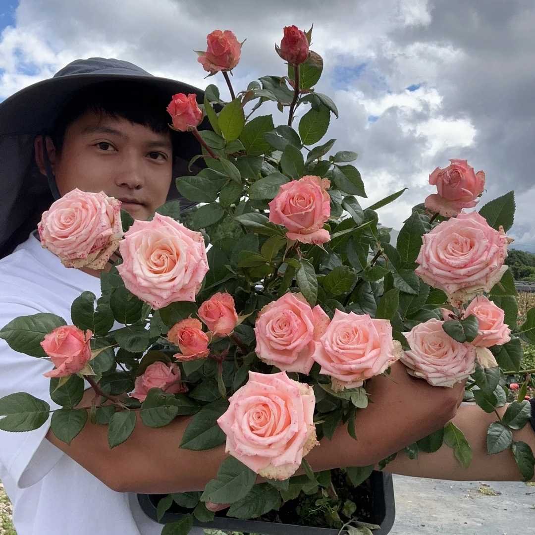 杏仁奶糖杏粉色切花月季花苗 少刺 开放度好 花期长 花瓣厚实