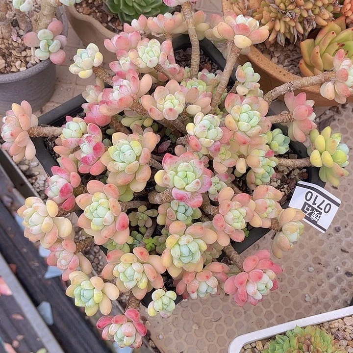 樱花罗琦0710多肉植物