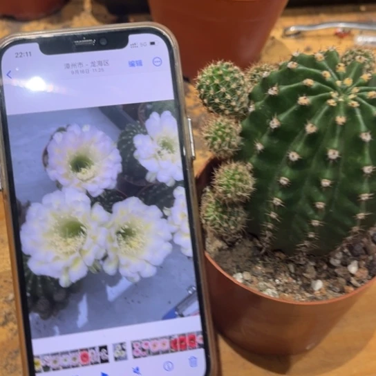 露露金刚绿白色6公分左