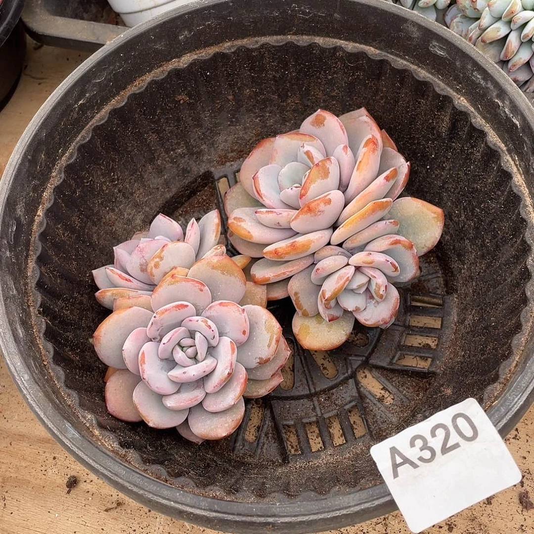 冰***冰320多肉植物多肉植物