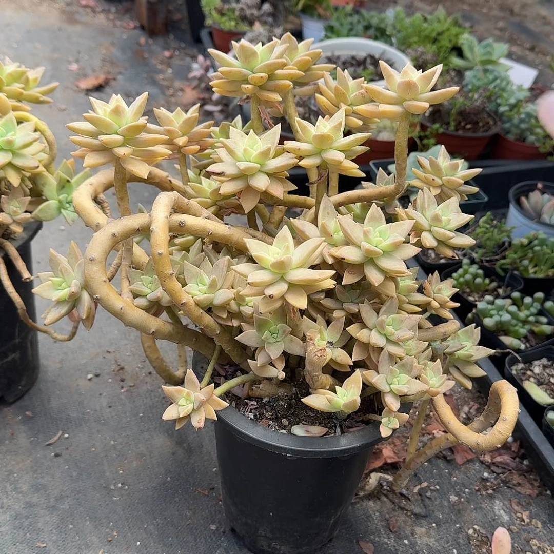 大号成色恋人多肉植物