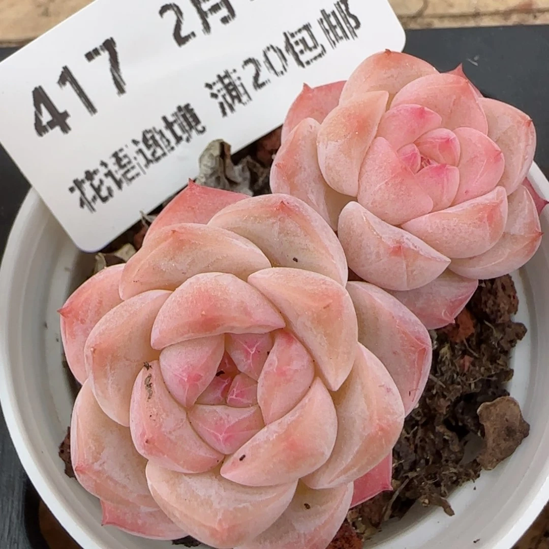 花语逸境0210-417