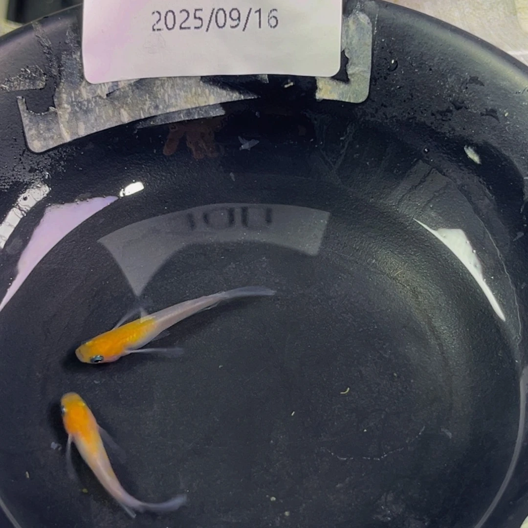 青鳉206红白真长鳍一对