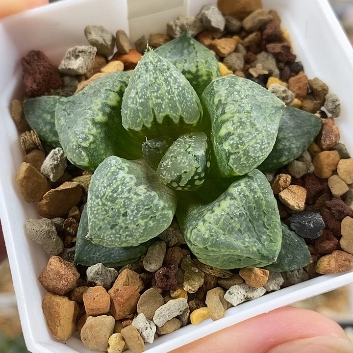 784裹白银寿一物一拍