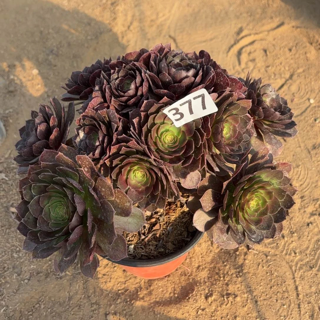 377黑魔多肉不包损