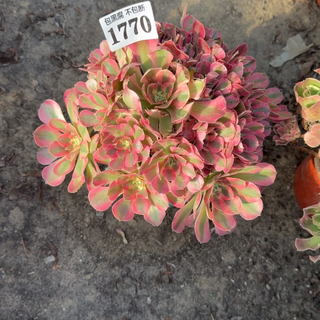 18-46法师粉女巫1770