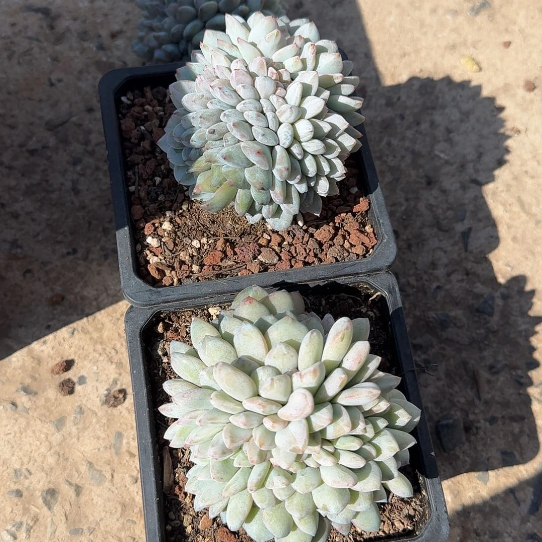 石榴籽缀化0000009