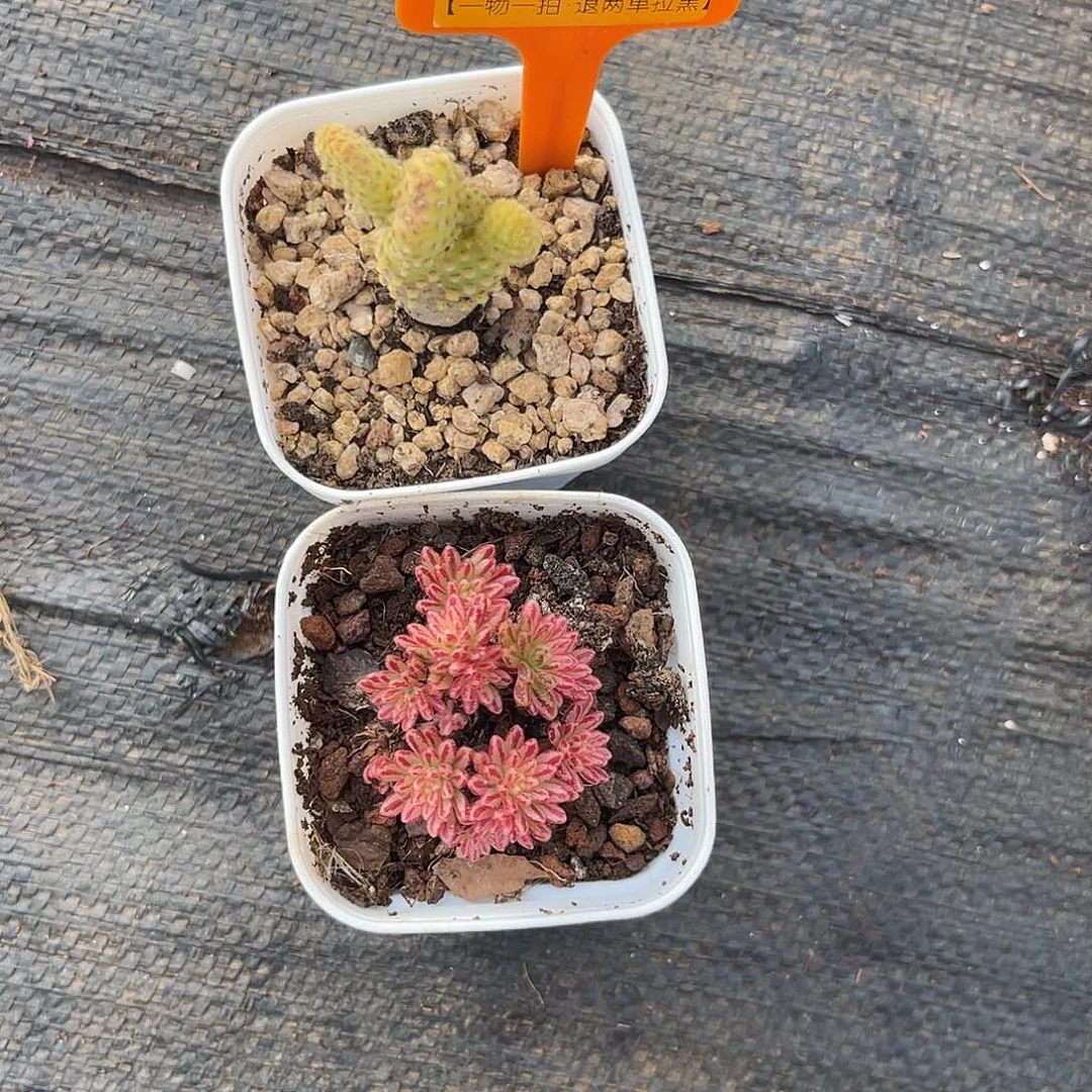 云尘多肉一物一拍1177