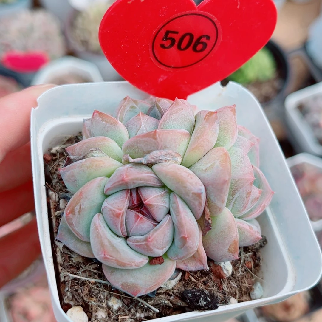 风靡园艺新品珍妮群