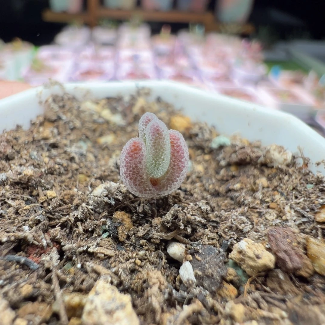 尺寸很小，1943实生血红叶，拍下不退不换