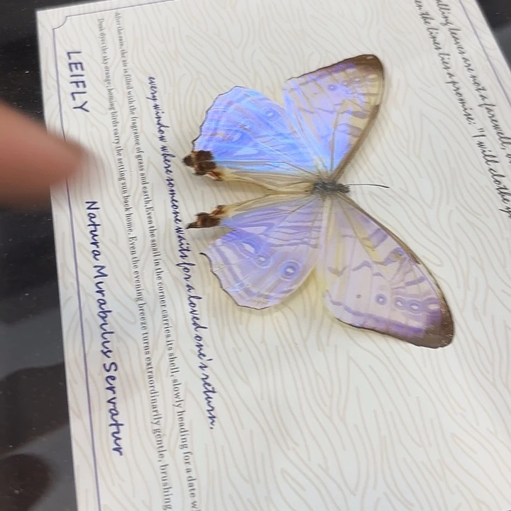 芝***ɞ蝴蝶标本定制236@