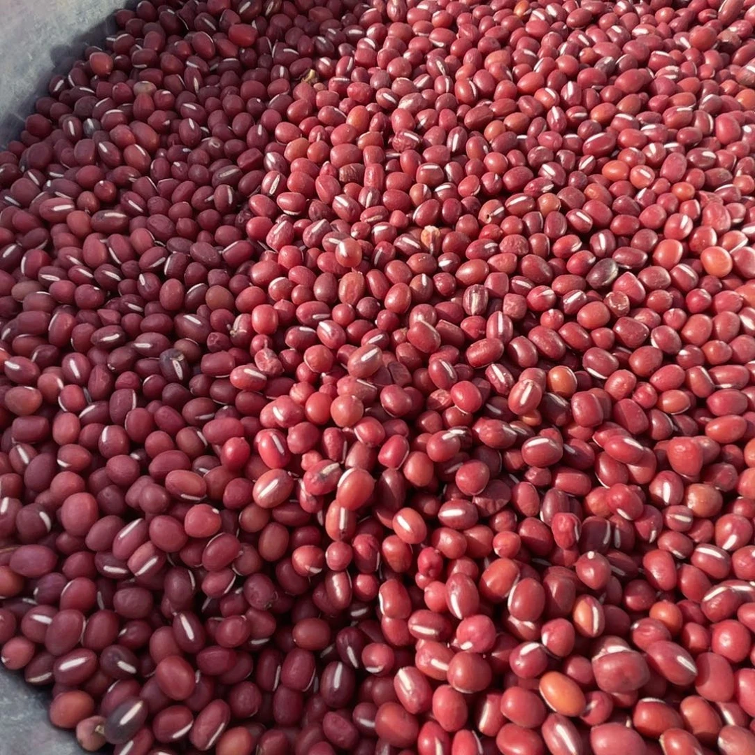 中国大陆农家自己种的红小豆三斤