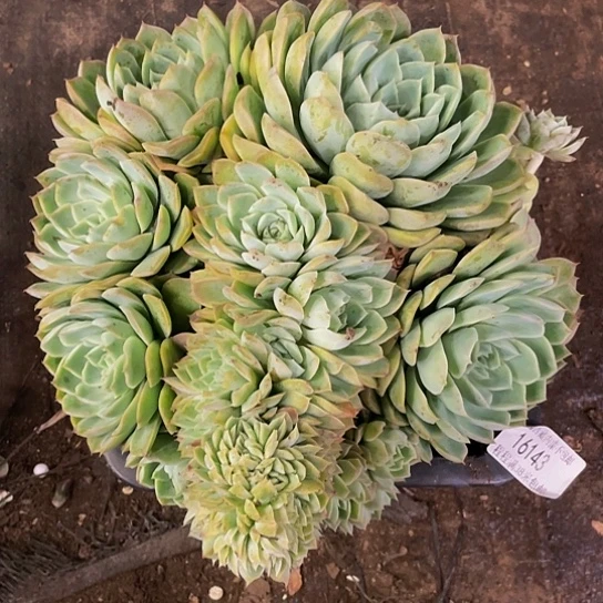 丽*梦莎莎女王缀化16143多肉