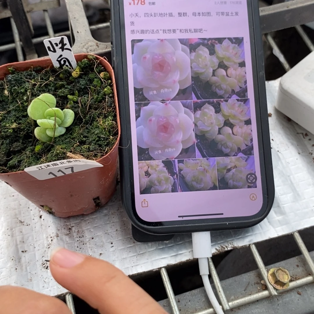 果**?标签117小夭一个多肉