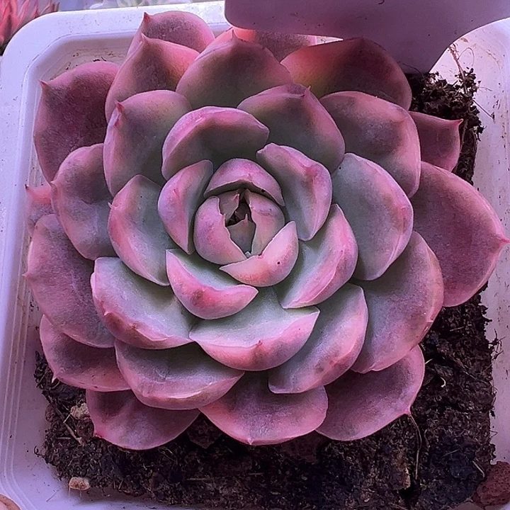 1180号草莓蛋糕锦多肉