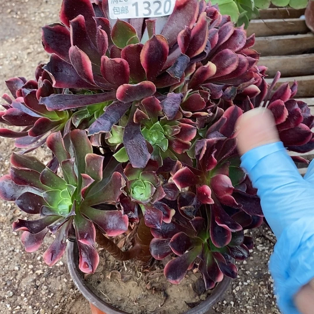 陈***夏1320 多肉植物不包断枝