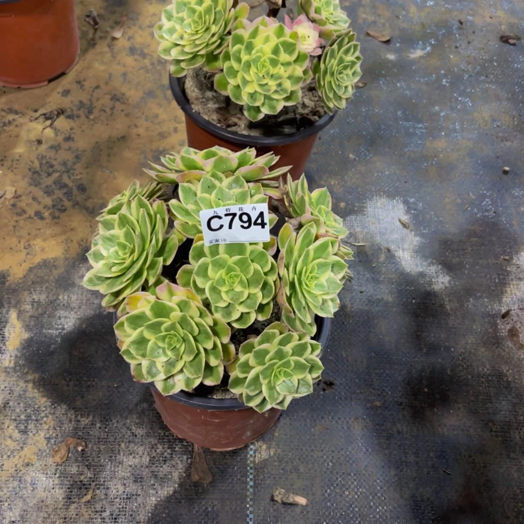 【闪购商品】用****579400