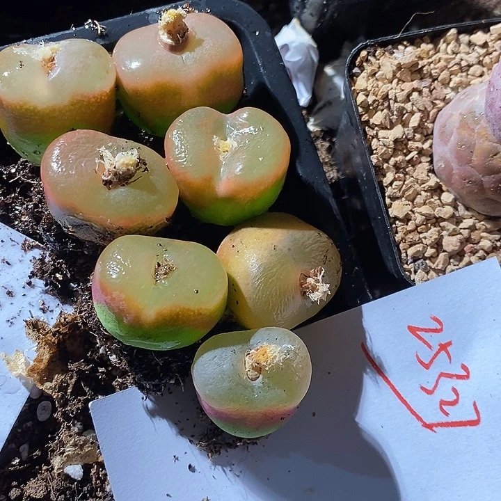 西****25327。   一组。