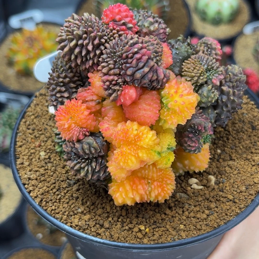 七彩貘锦 米哈仙人球