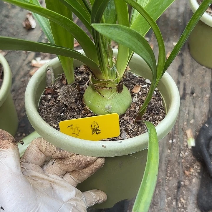 无花朵朱顶红梦露6+3侧不带盆发货主球分芯介意勿拍