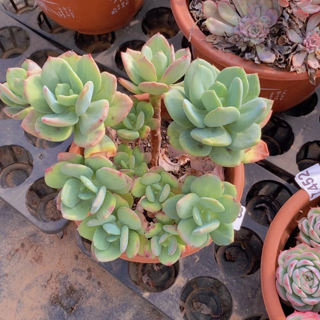 7453芒果美人一物一拍