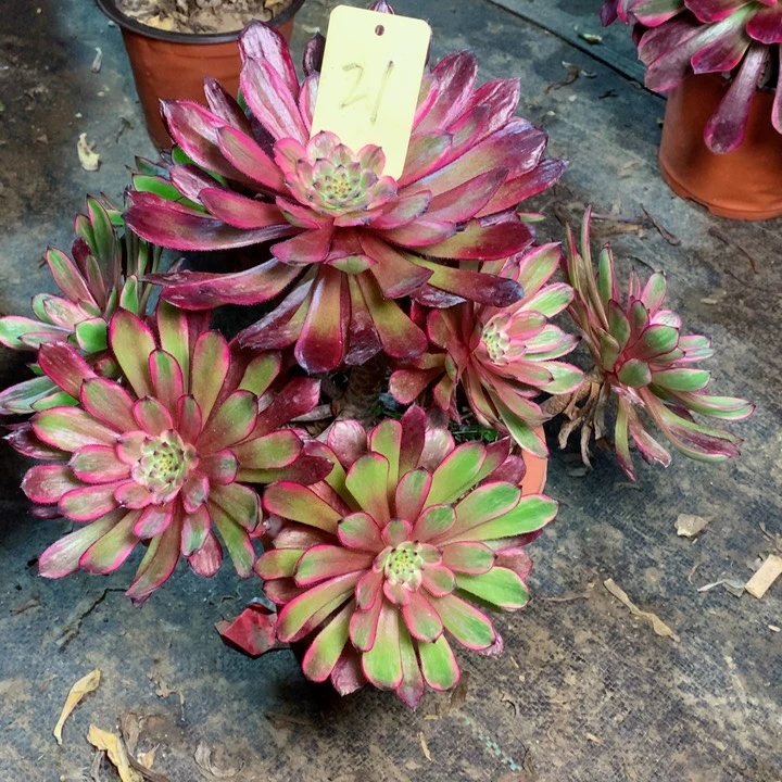 21紫霞多肉一物一拍～