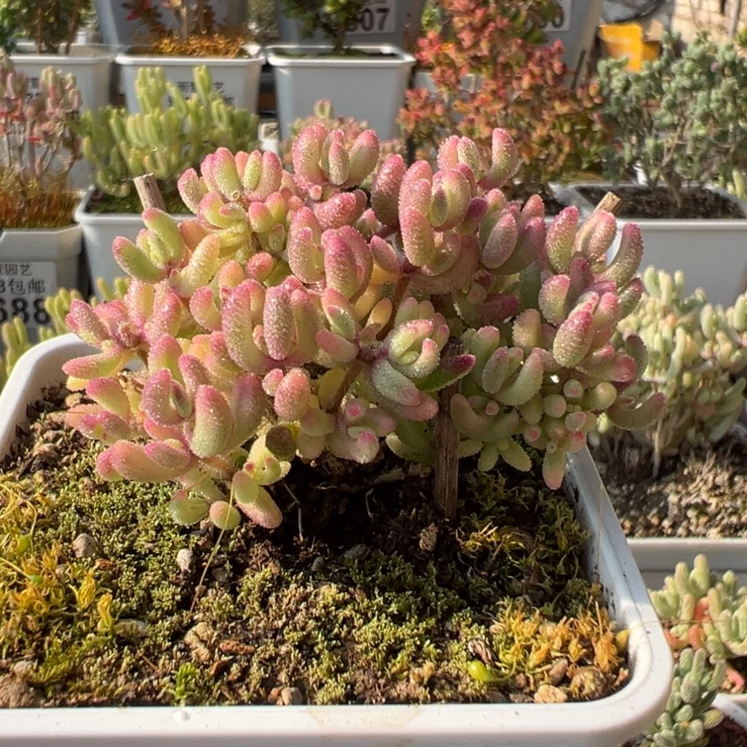 5-832红宝石锦七方盆老桩枝干番杏