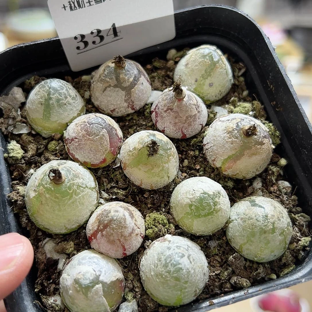 【闪购商品】334 灯泡一盒