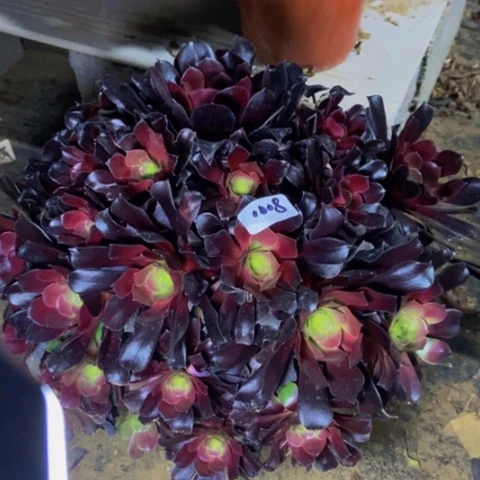 瓯紫玫瑰多肉不包断1008多肉不包断