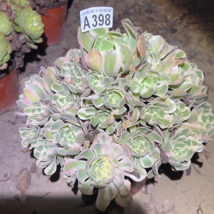 妖月……不包断枝……多肉植物