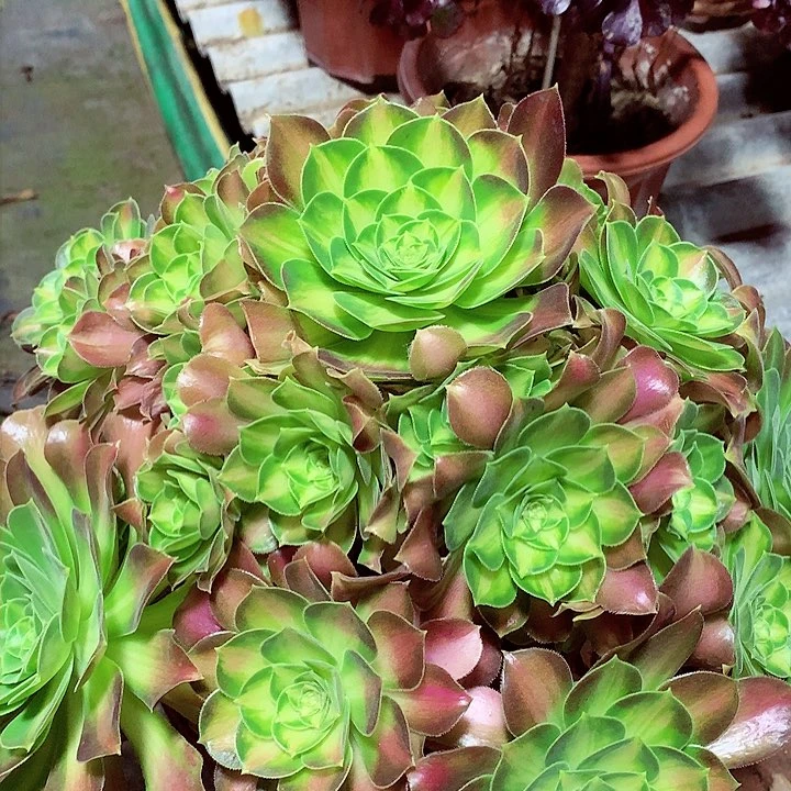 韶华捧花，多肉植物