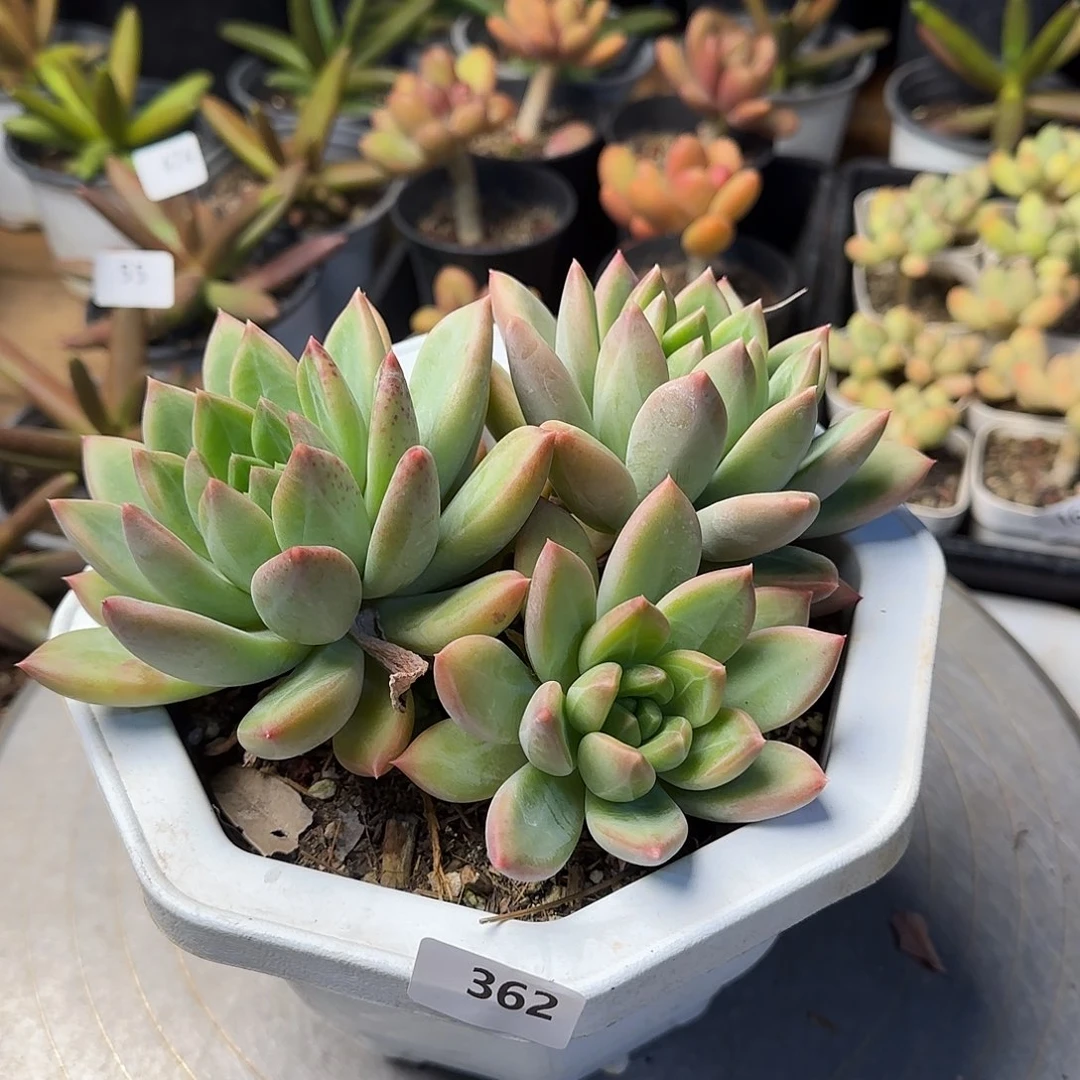 芙*362号 一物一拍