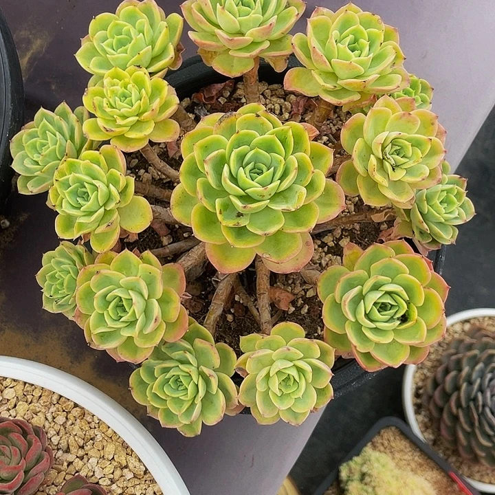 胜***洪多肉植物发货哈密瓜