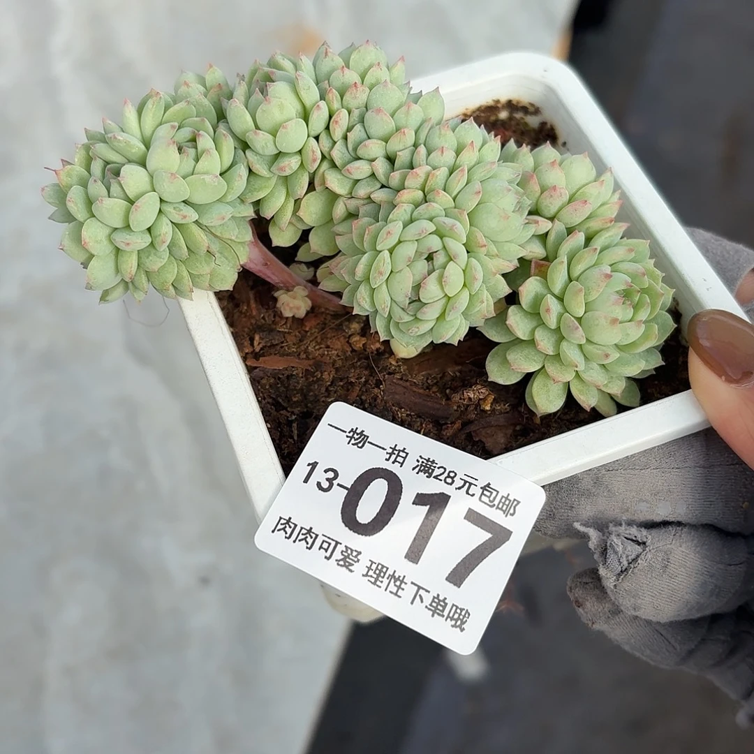 小粉梅缀化无盆土发货无盆