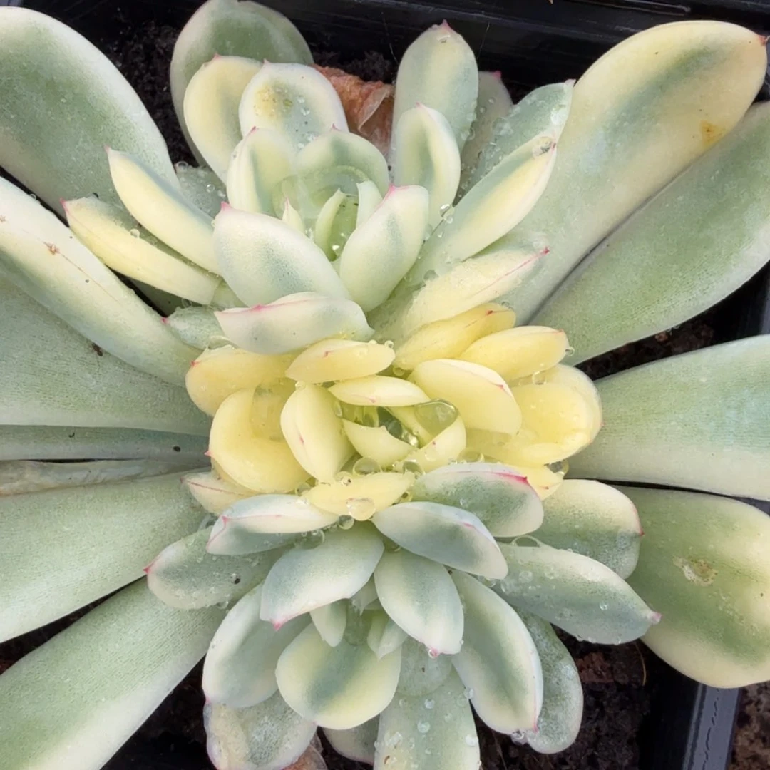 草莓冰腹轮锦群生