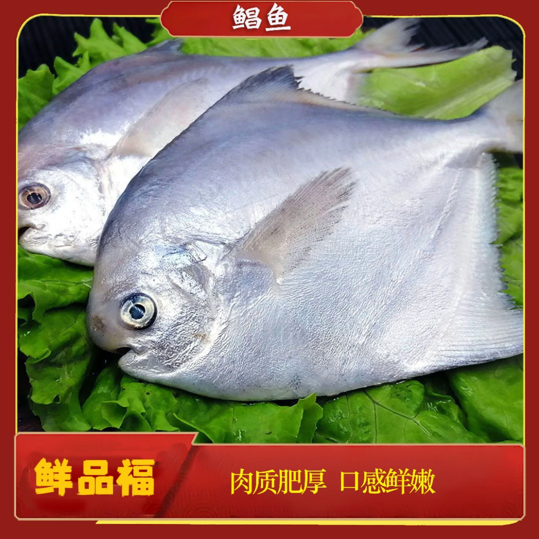 【蔡蔡鲜仓】新鲜热气东海流网鲳鱼 4-6两/条  全国新鲜热气发货