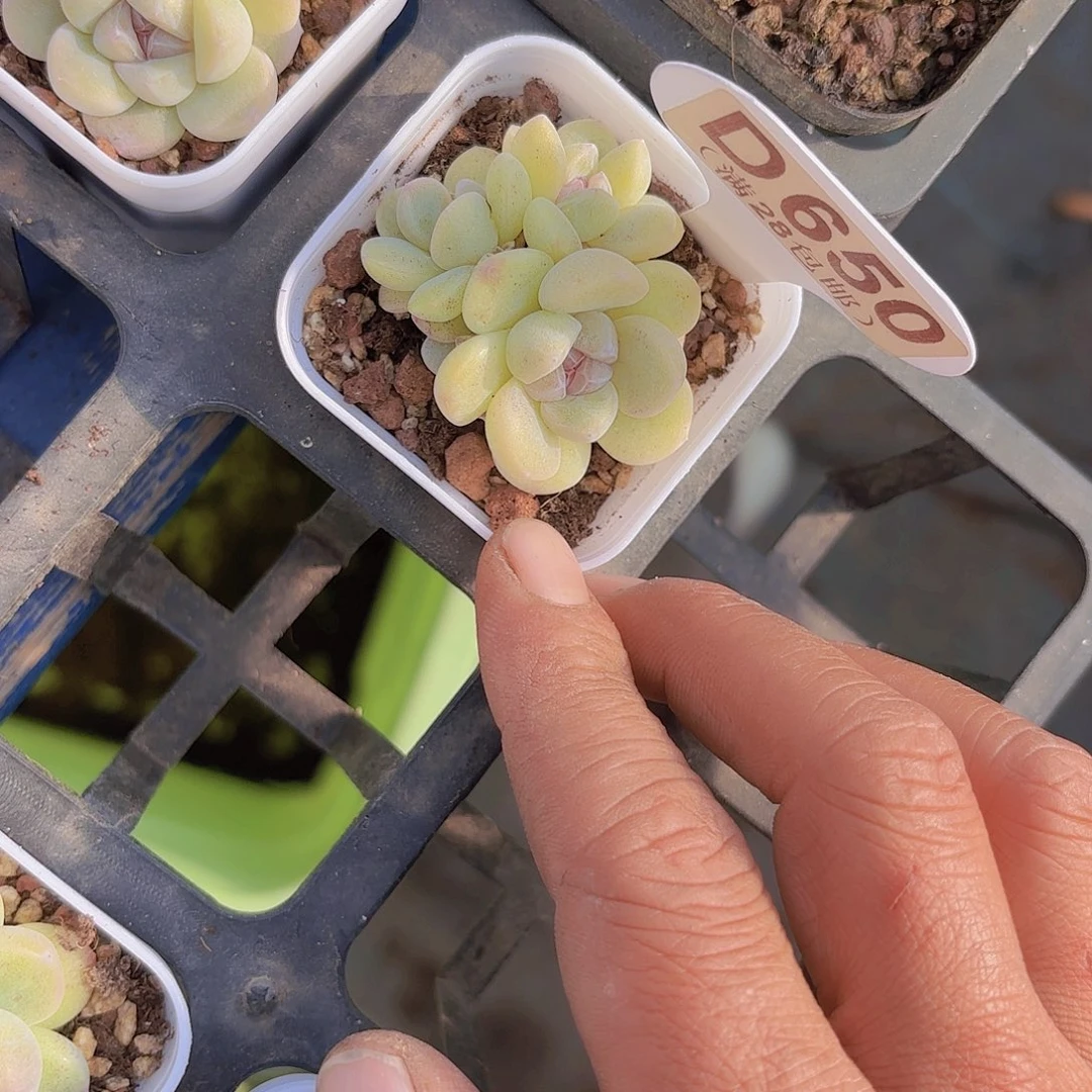 D650紫心冰玉一物一拍