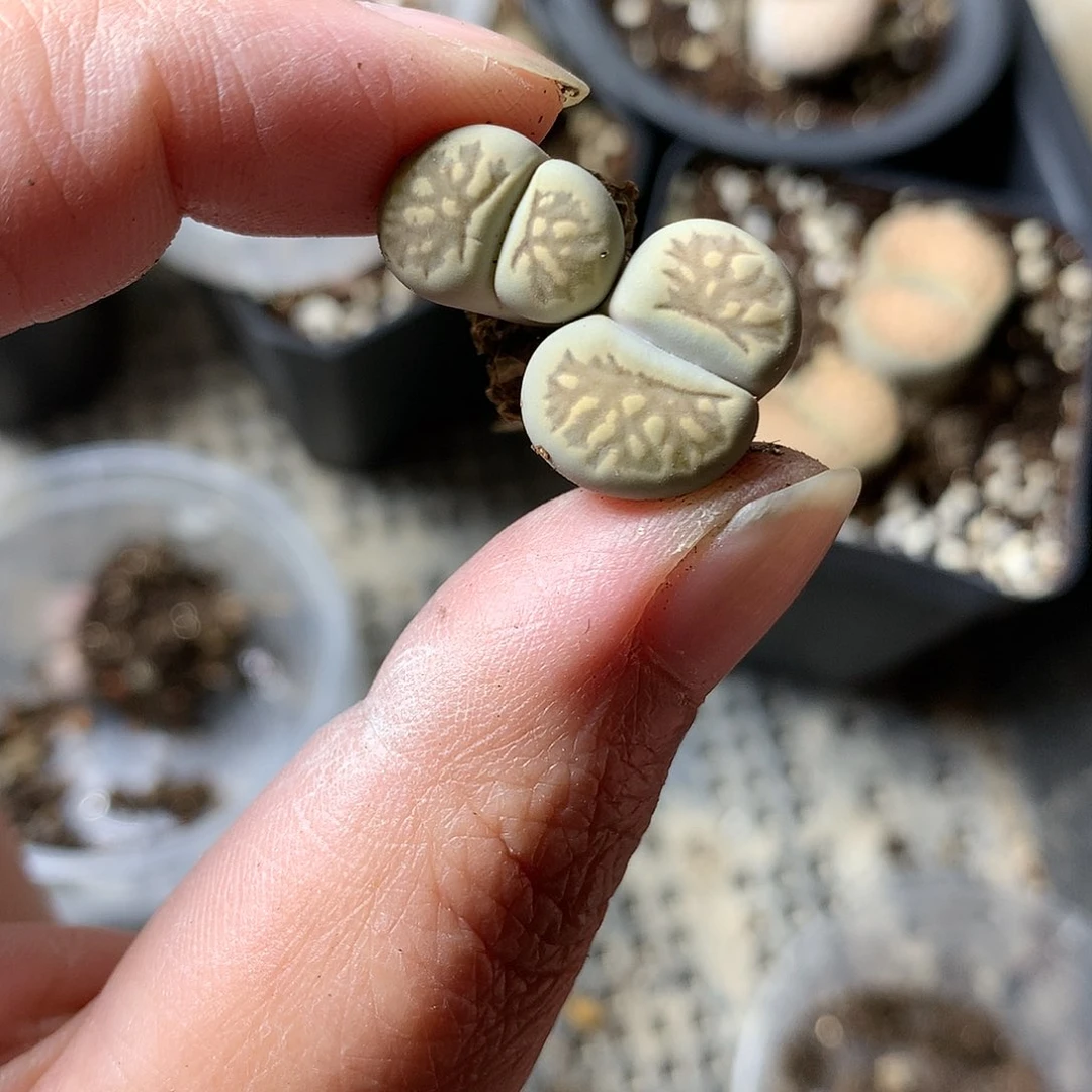 G118多肉植物保护