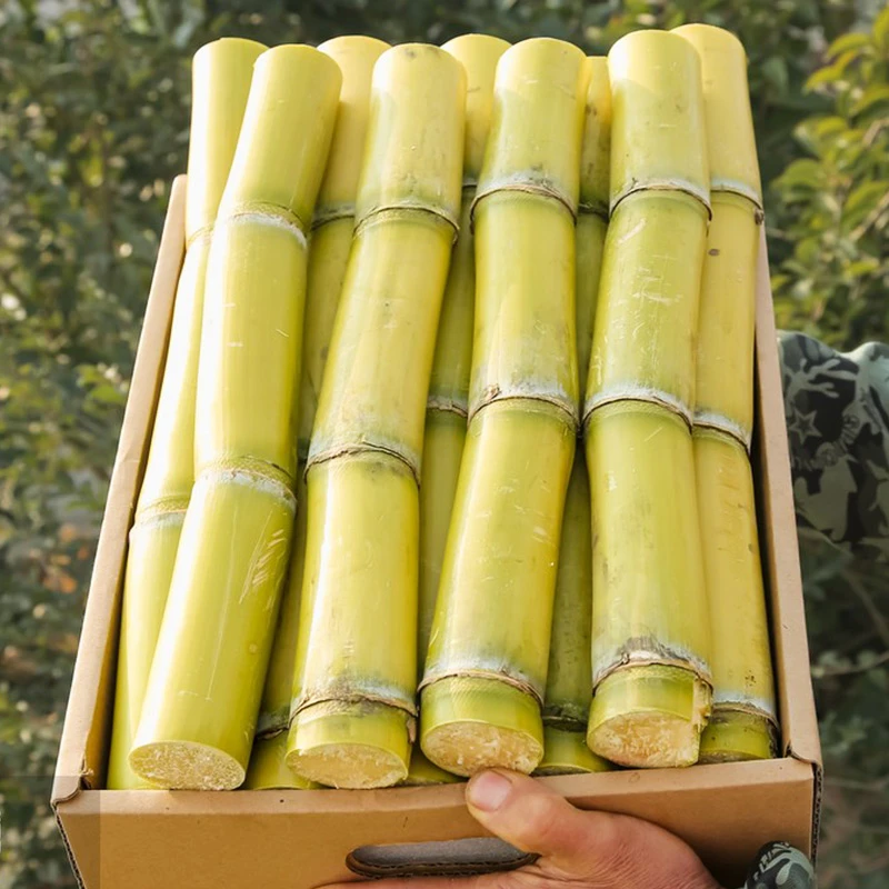 【秀秀专属】云南正宗高山手撕脆皮黄金黄皮孕妇新鲜