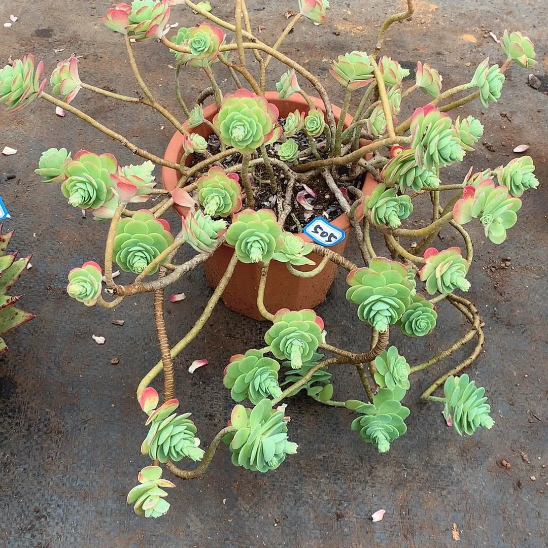 505薄化妆 一物一拍多肉