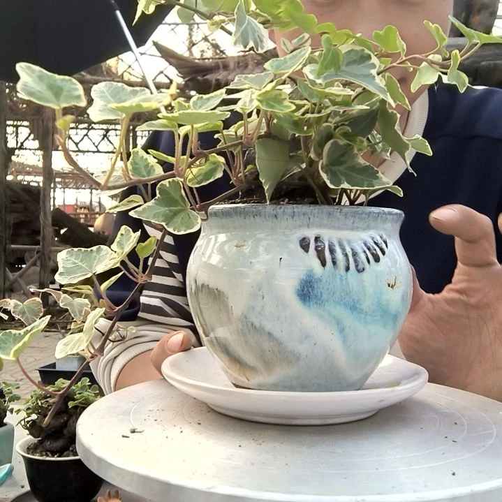 金**材小盆景小植物一物一拍126