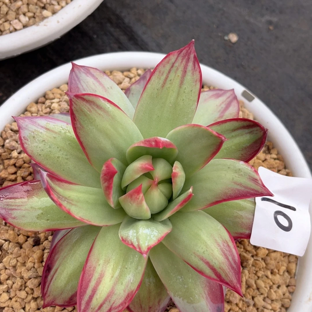 秀****）5.9-10惊鸿1111111111