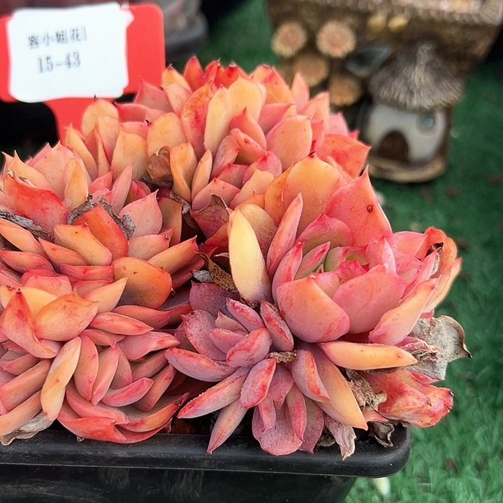 15.43琦罗一个脱土