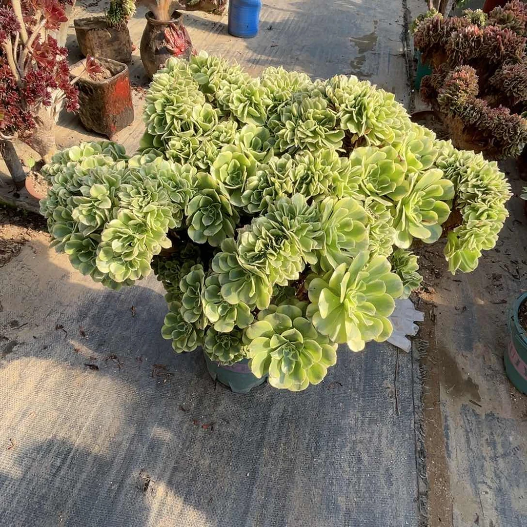 【闪购商品】无花朵绿豆沙