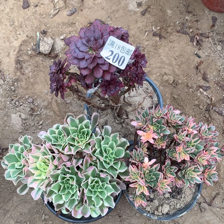 200黑天鹅➕甜茶➕白凤1号