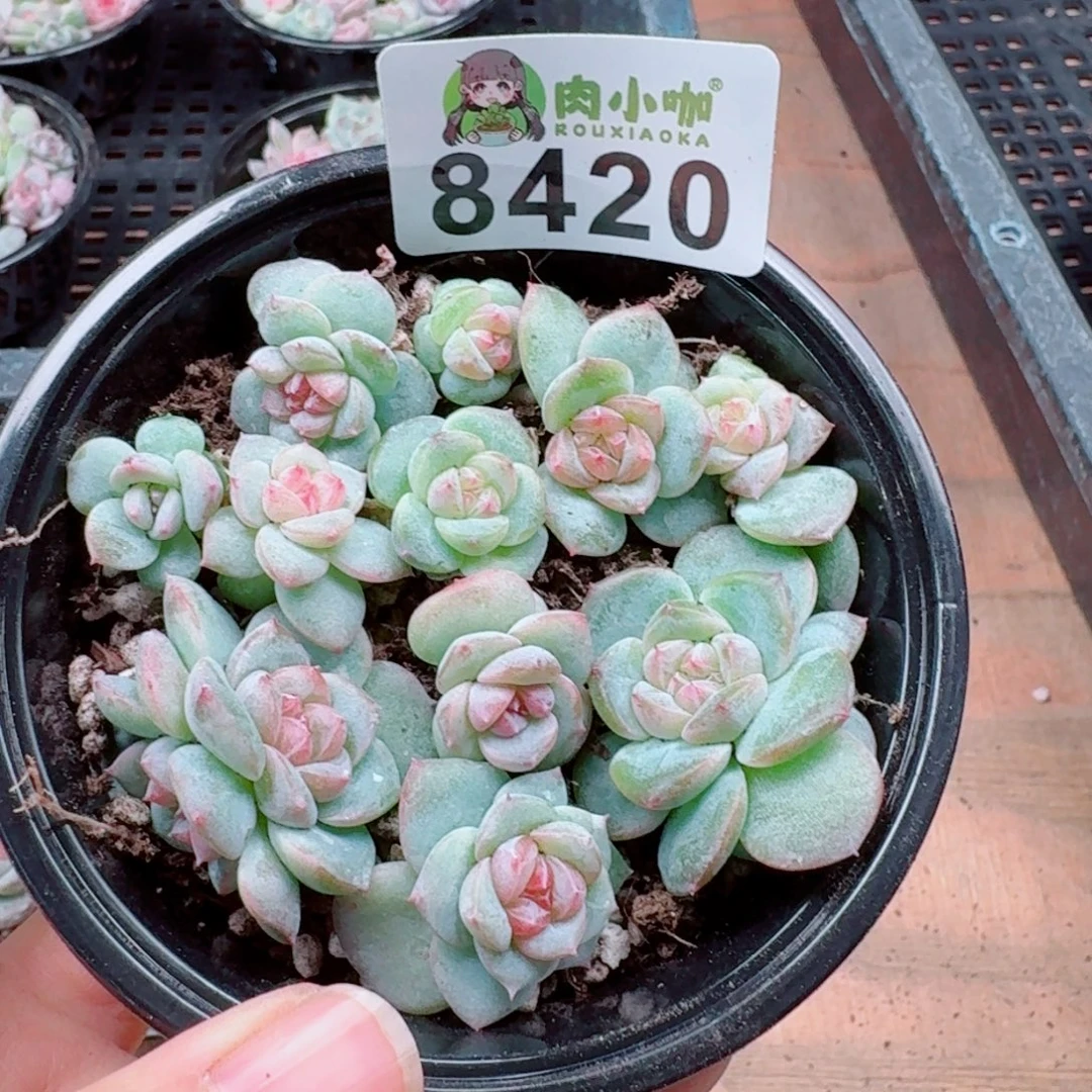 多肉植物多肉植物