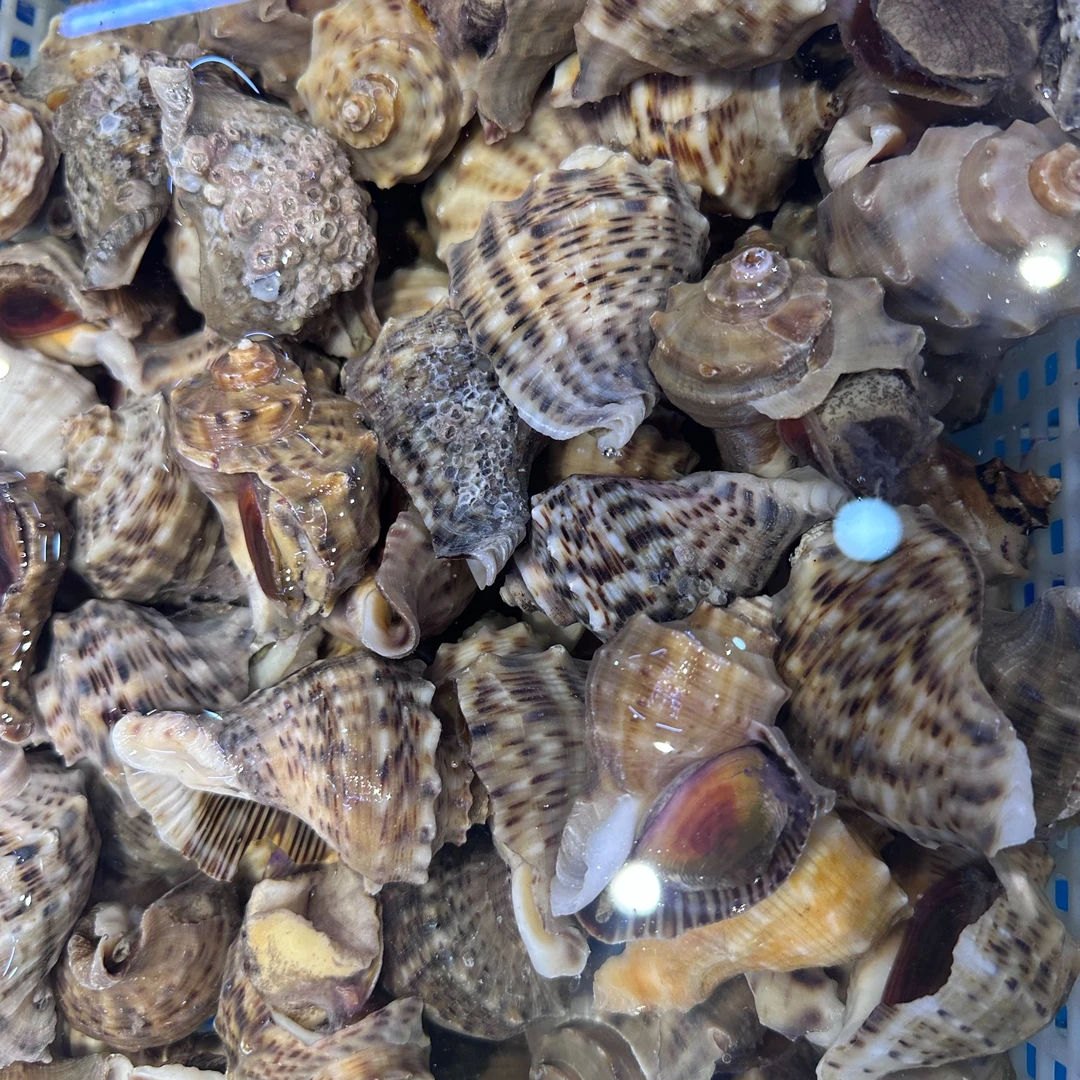 当日新鲜鲜活海螺【1斤】