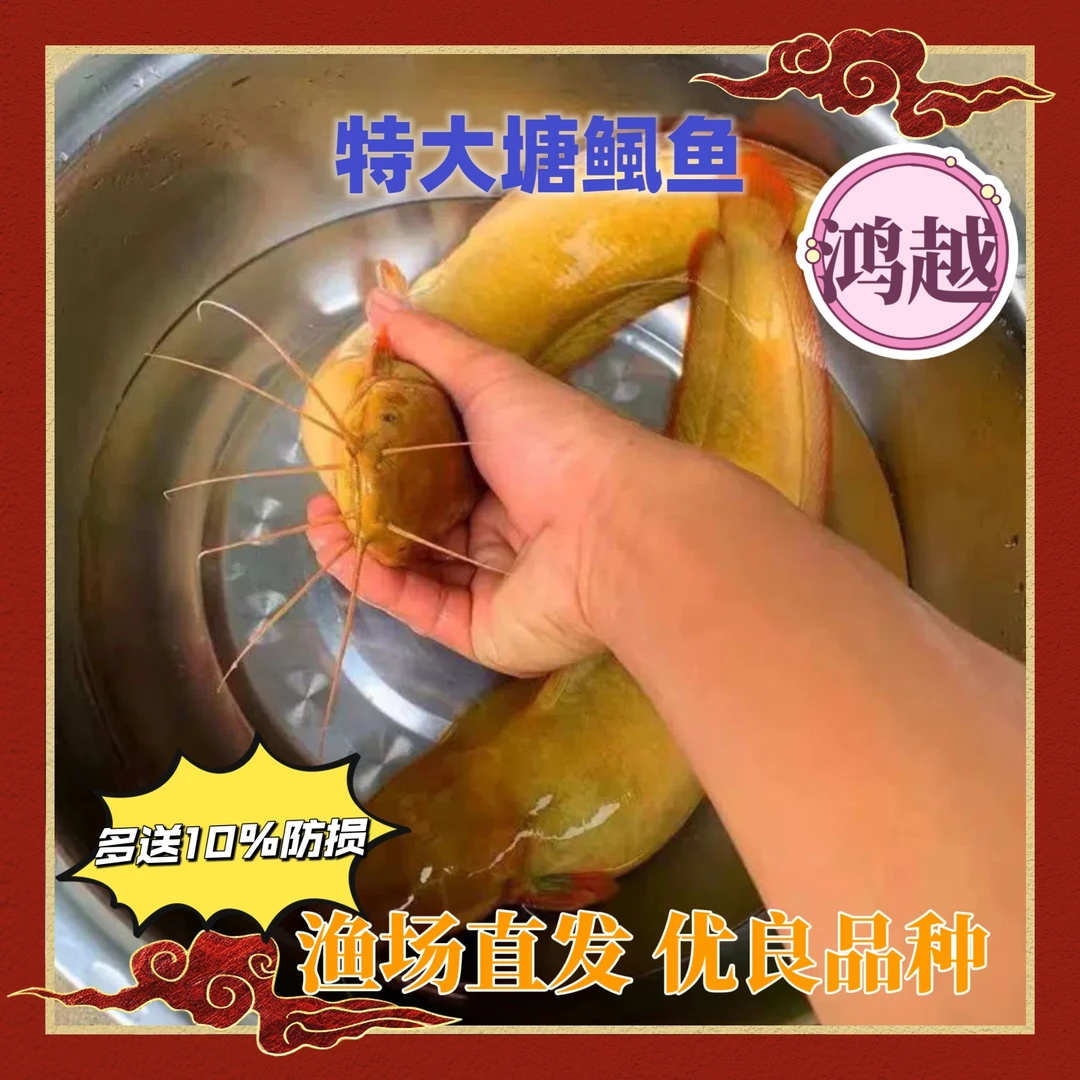 本地三黄塘鲺鱼 鲶鱼 塘角鱼土塘鲺鱼 塘虱鱼观赏宠物鱼